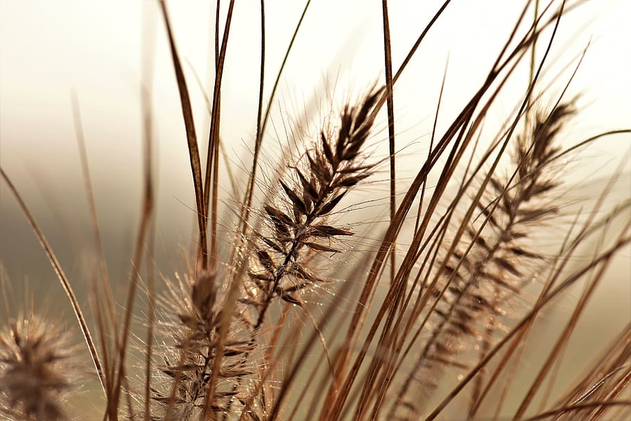 closeup photo of grain stalks, grass, meadow, back light, morning HD wallpaper