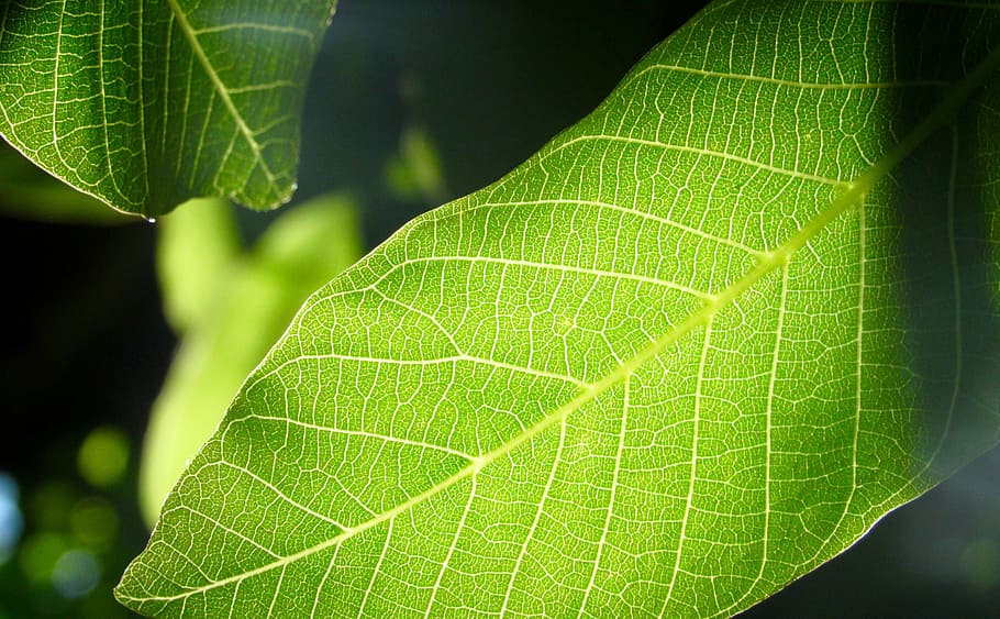 leaf, tree, green, plant, forest, leaves, natural, color, sun HD wallpaper