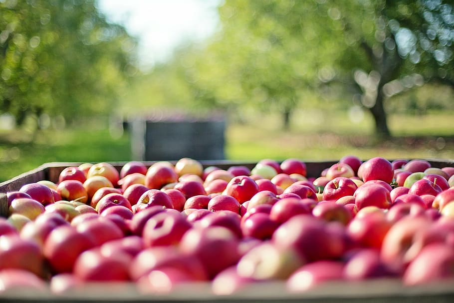 tilt lens photography of ripe apples, fall, autumn, fruit, nature HD wallpaper
