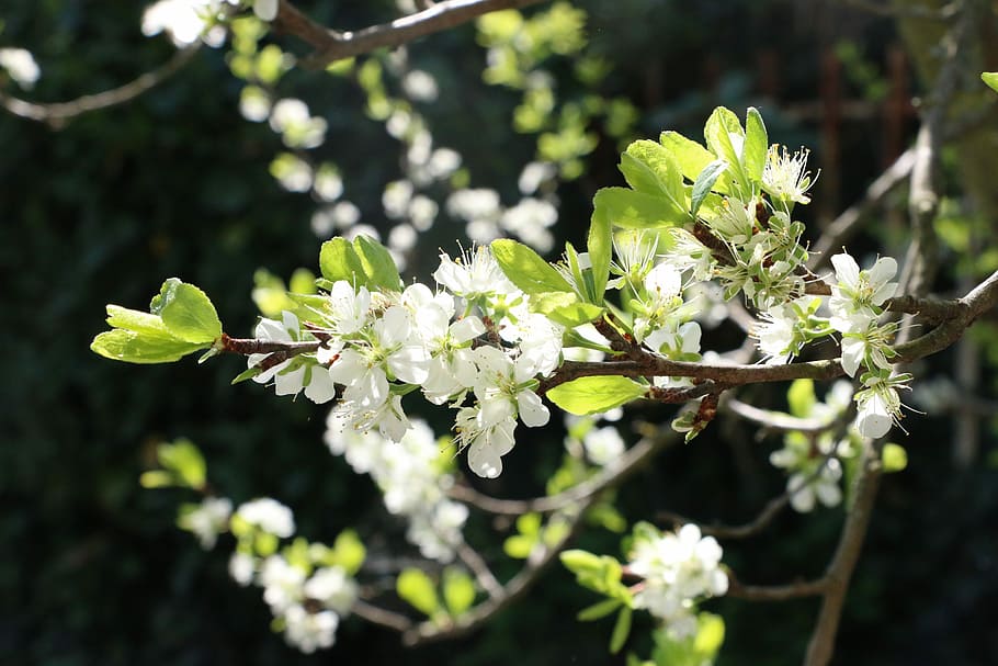 nature, spring, bloom, fruit, faye, plum, petals, garden, color, HD wallpaper