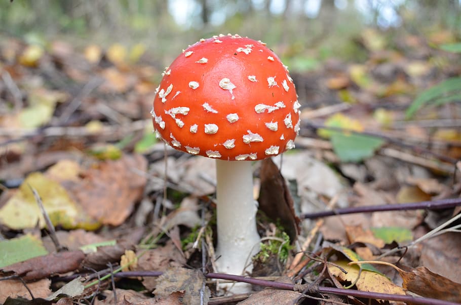 mushroom, forest, birch, tree, foliage, nature, landscape, green HD wallpaper