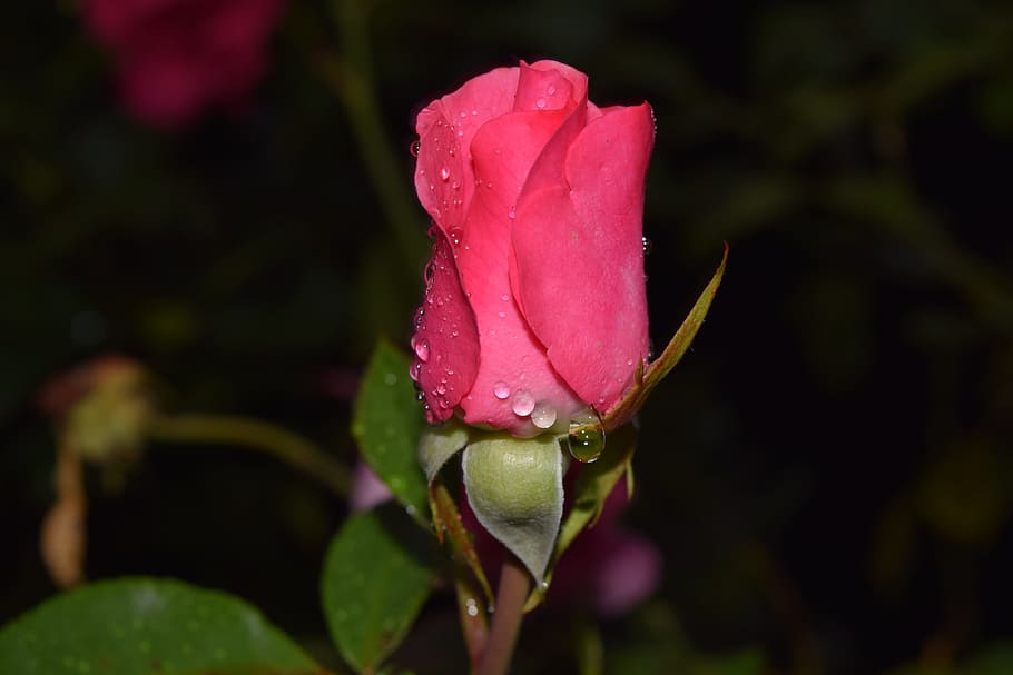 closeup photo of red rose, blossom, bloom, bud, closed, rain HD wallpaper
