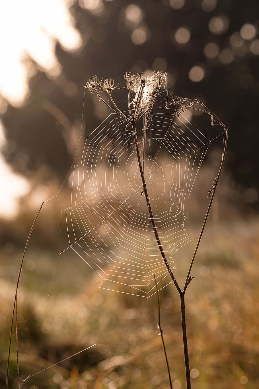 autumn, bokeh, fall, macro, nature, sunrise, web, spider web HD wallpaper