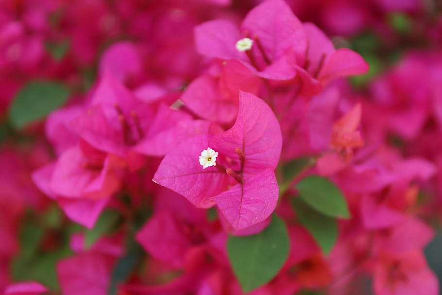 flora, blossom, nature, spring, plant, pink, flower, flowering plant HD wallpaper