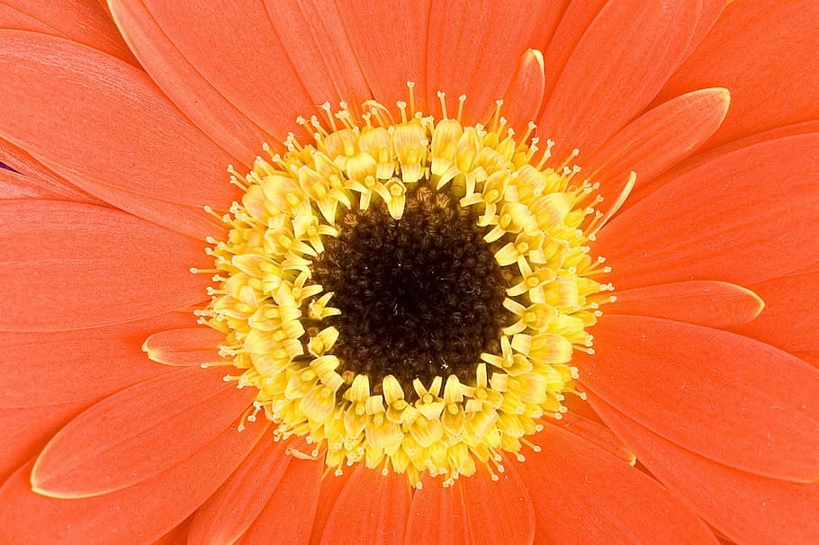 background, beautiful, bloom, close, close-up, color, colorful HD wallpaper