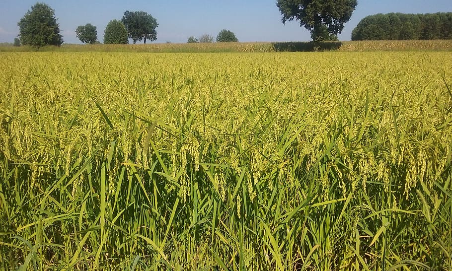 summer, rice field, ears, agriculture, landscape, plant, rural scene HD wallpaper