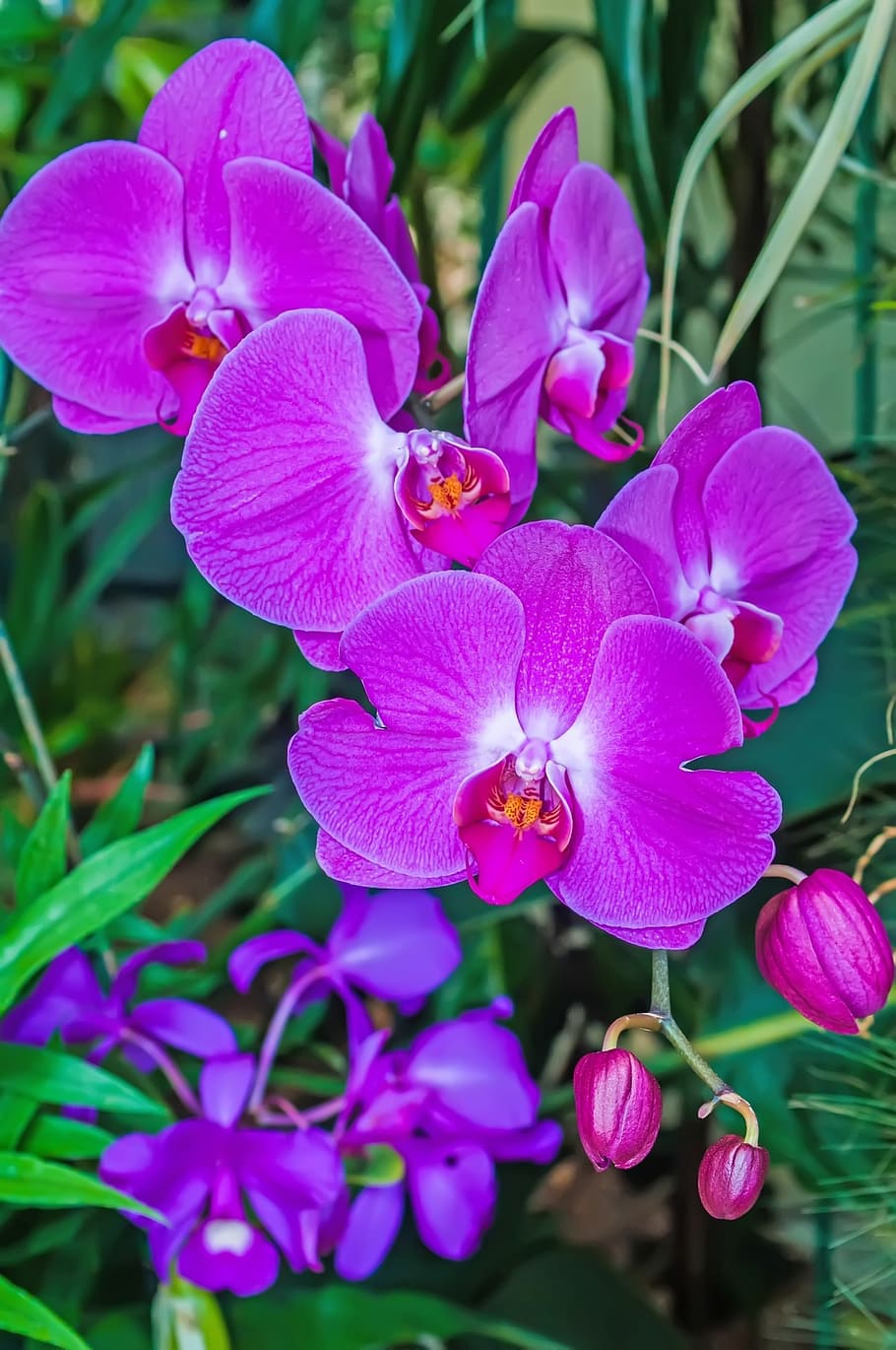 abstract, aromatic, arrangement, beautiful, bloom, blossom HD wallpaper