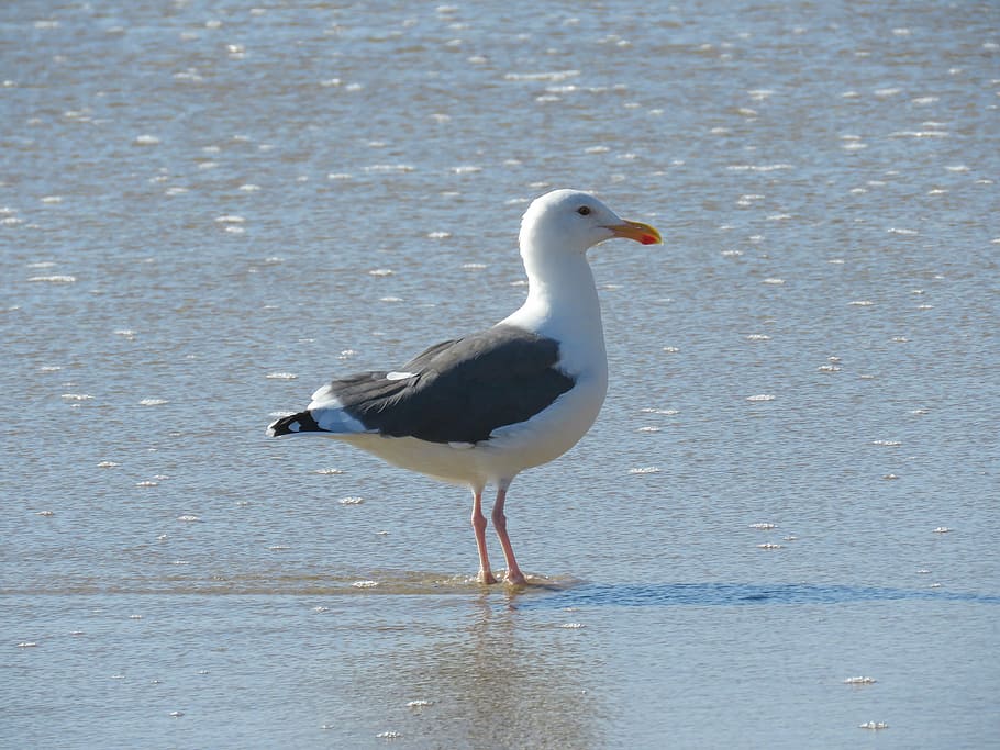 seagull, ocean, bird, animal, animals in the wild, animal wildlife HD wallpaper