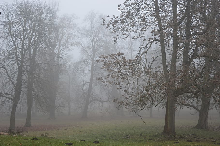 Fog, Trees, Sad, autumn, nature, tranquility, mist, hazy, plant HD wallpaper
