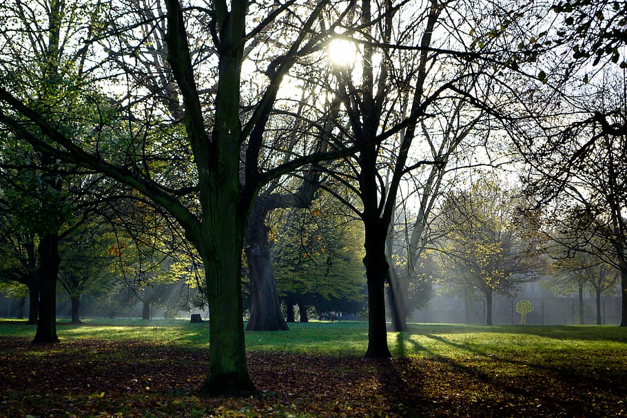 park, london, kensington gardens, green, nature, capital, urban, HD wallpaper