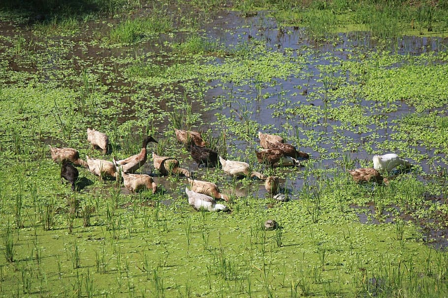 brown ducks, pond, rice field, nature, bird, animal, wildlife HD wallpaper