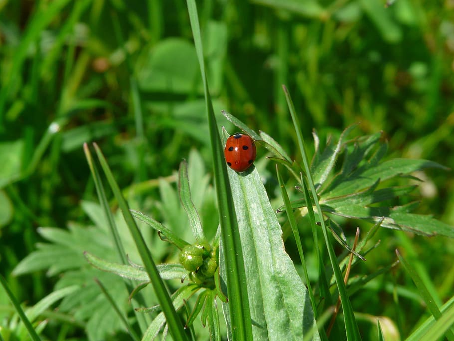 Ladybug, Beetle, Points, red, lucky charm, leaf, insect, nature, HD wallpaper