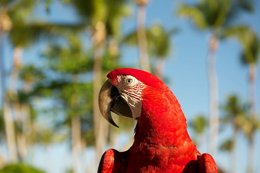 parrot, bird, red, animal themes, animal wildlife, vertebrate HD wallpaper