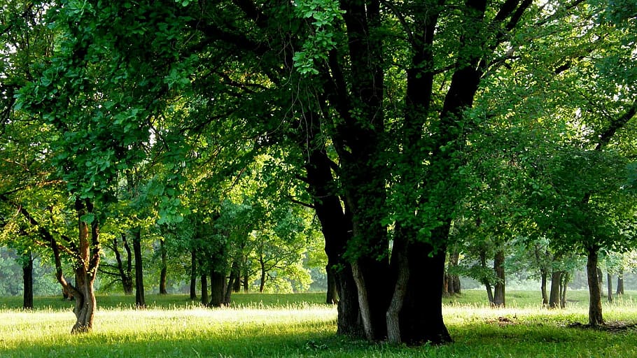 wood, forest, park, tree, plant, growth, nature, grass, land HD wallpaper