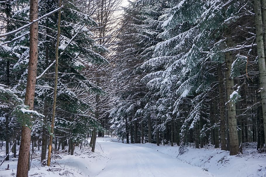 Winter, Forest, Snow, Tree, Way, snowy tree, landscape, poland HD wallpaper