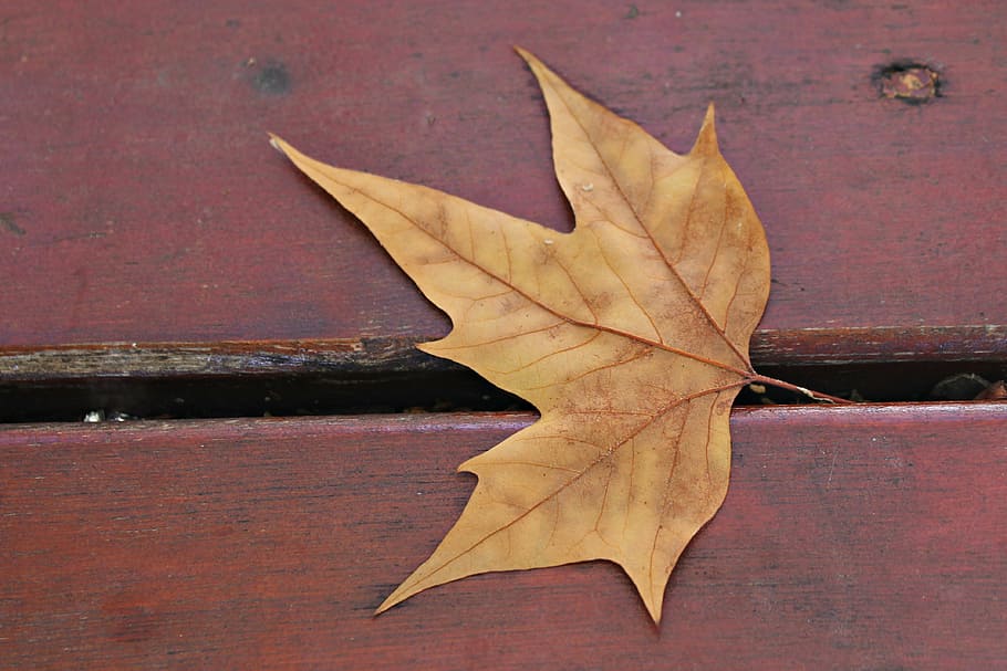 dry leaf, autumn, bank, park, november, yellow sheet, still life HD wallpaper