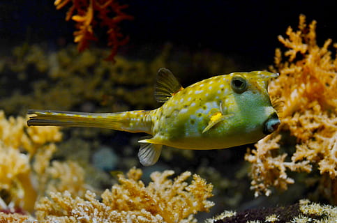 close-up photography green fish, yellow, teal, pet, pufferfish HD wallpaper