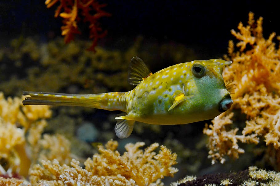 close-up photography green fish, yellow, teal, pet, pufferfish HD wallpaper