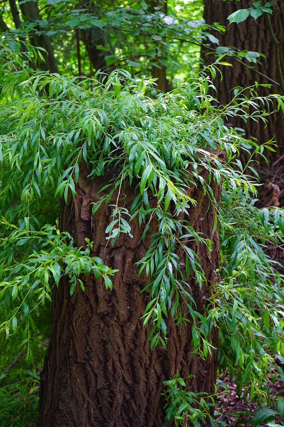 pasture, tree, shoots, sprout, growth, bushy, branches, wedel HD wallpaper