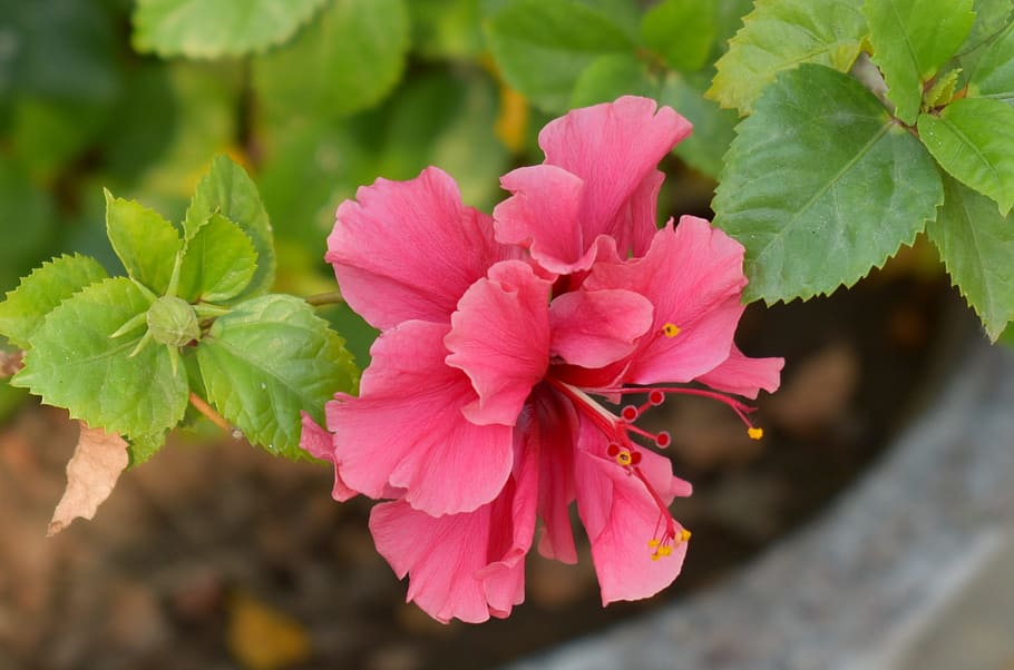 china-rose, hibiscus, flower, shoeblack-plant, flowering plant, HD wallpaper