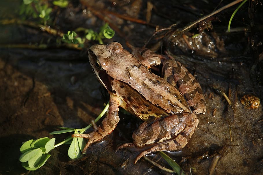 Frog, Toad, Amphibians, Anuran, Grass, aquatic animal, water HD wallpaper