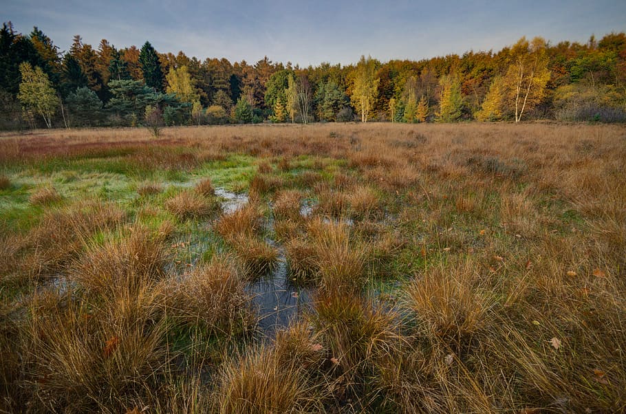 view of swamp, Autumn, Fall, Wet, Wetlands, nature, green, marsh HD wallpaper