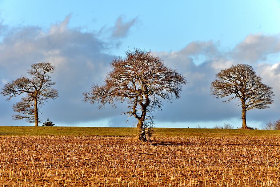 trees, landscape, nature, scenic, light, clouds, plant, field HD wallpaper