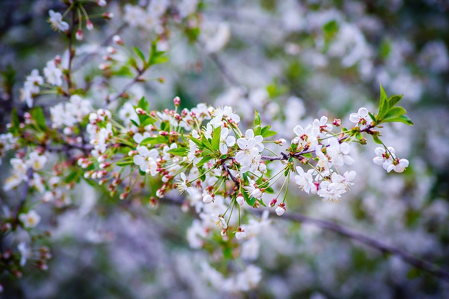 Cherry, Spring, Spring, Cherry, Cherry Blossoms, Sakura, white flowers HD wallpaper
