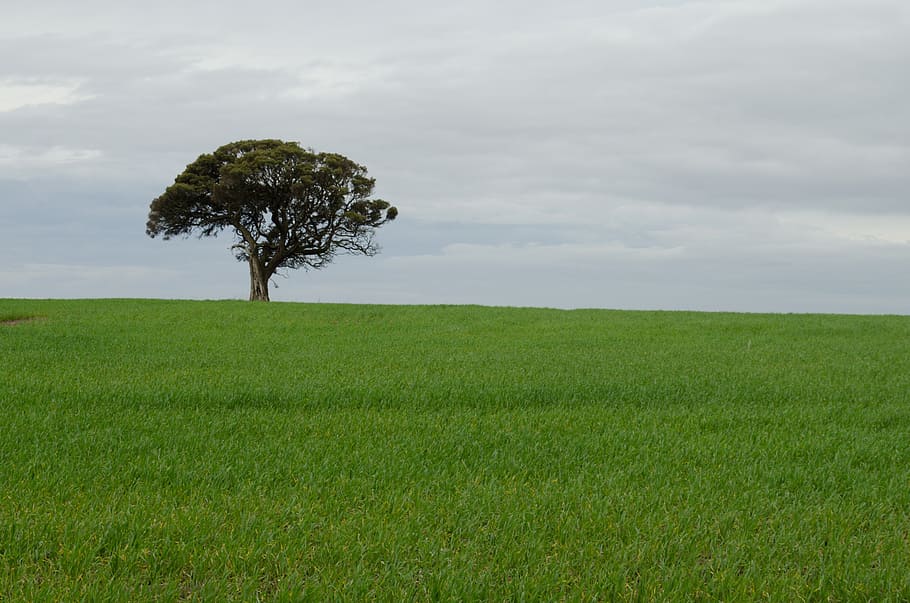 tree, alone, lonely wheat, green what, field, landscape, nature HD wallpaper