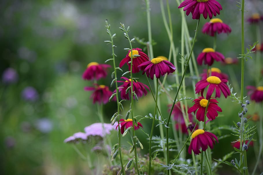 flower, color, spring, flowering plant, vulnerability, fragility HD wallpaper