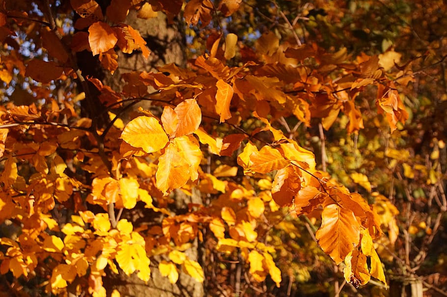 autumn, tree, bush, leaves, aesthetic, golden autumn, fall color, HD wallpaper