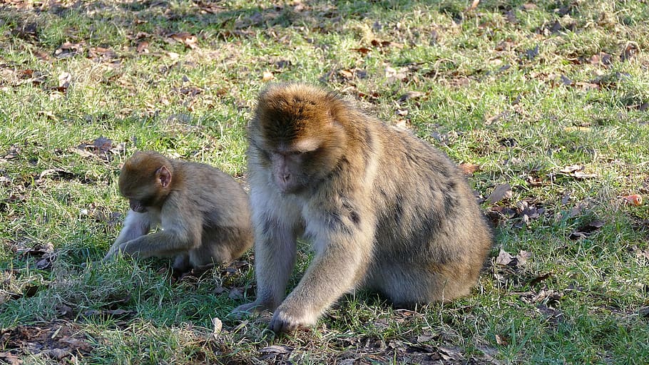barbary macaque, monkeys, wildlife, primate, ape, mammal, animal, HD wallpaper