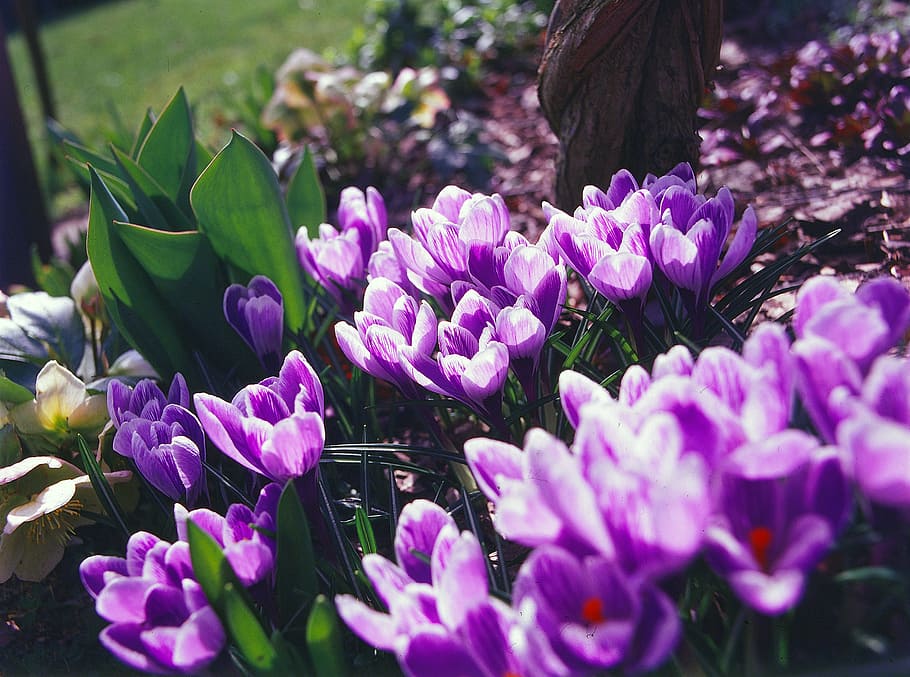 crocus, flower, spring, purple, blossom, garden, nature, white HD wallpaper