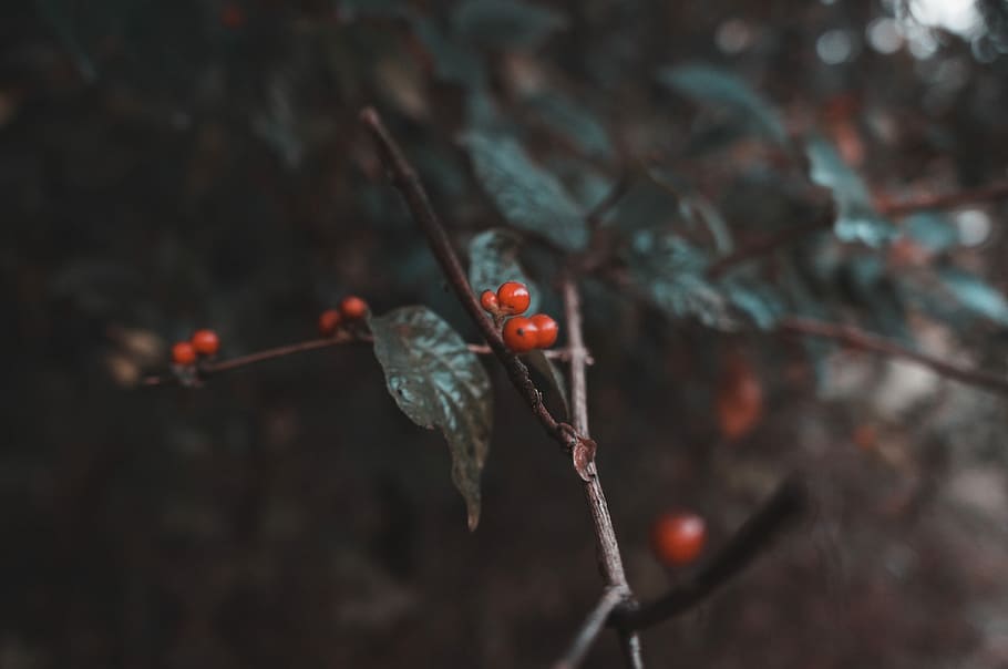 selective focus photography of red berries, selective focus photo of red fruit HD wallpaper