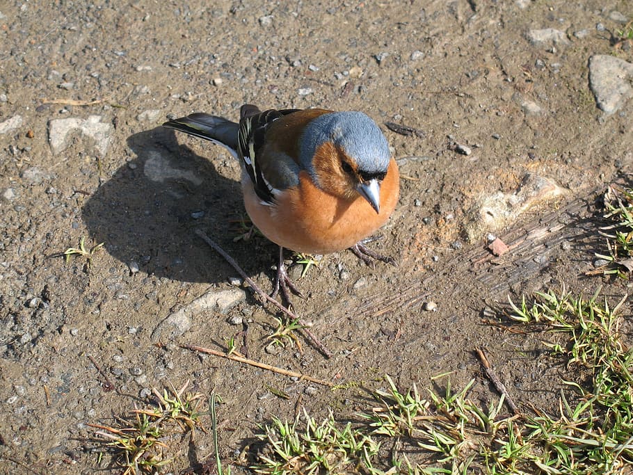Chaffinch, Bird, Fly, Wings, Feather, wildlife, beak, dom, outdoor HD wallpaper