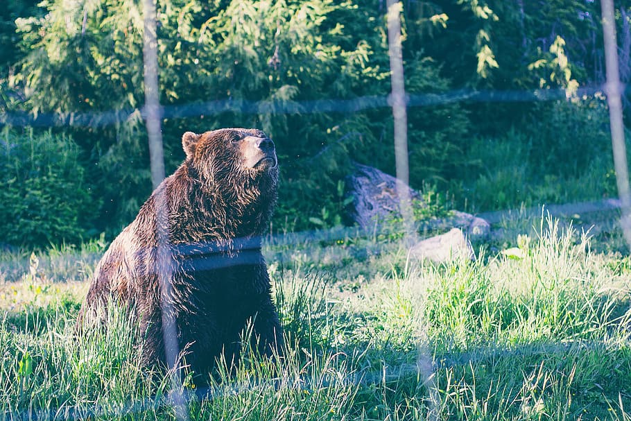 bear, wildlife net, cute, big, brown, woods, forest, grass HD wallpaper