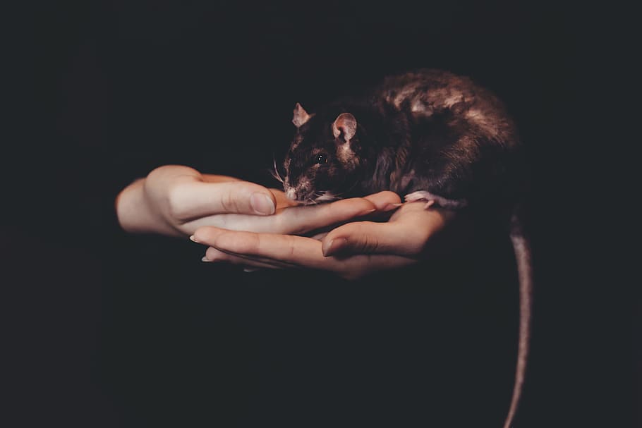 person holding black rat, brown rat on person's hand, black and brown