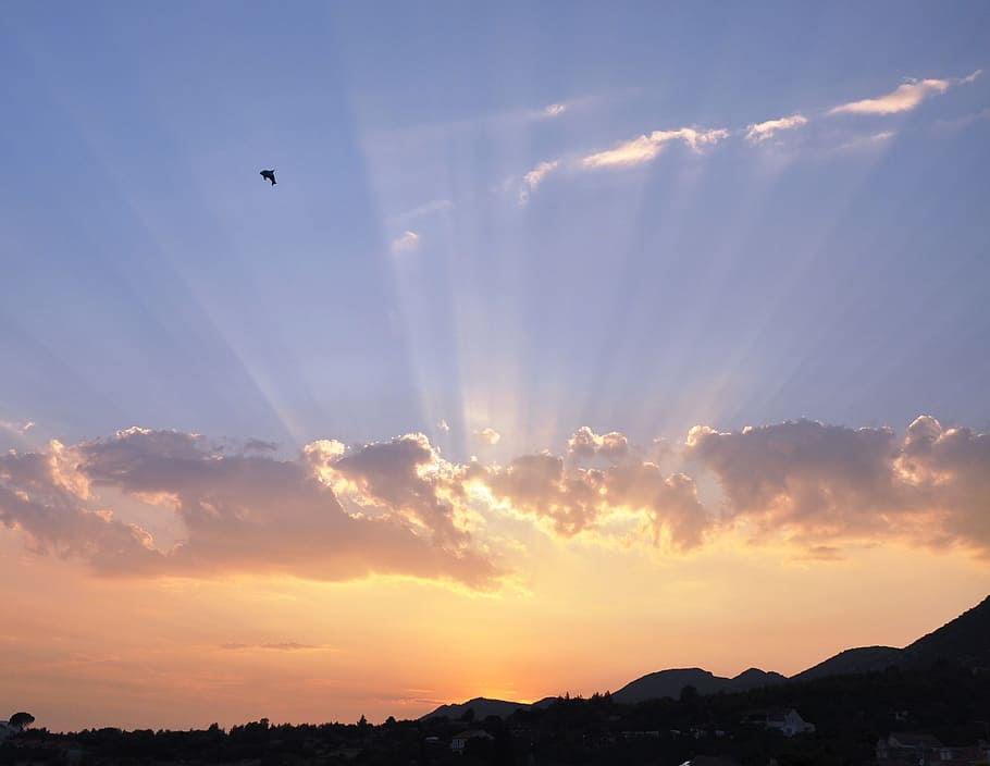 sunset, unusual, dolphin, cloud - sky, beauty in nature, flying HD wallpaper