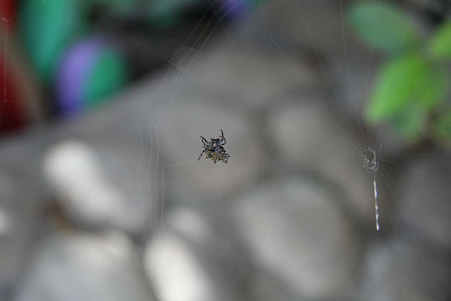 spider, insect, danger, animals, small, nature, united, animal themes HD wallpaper