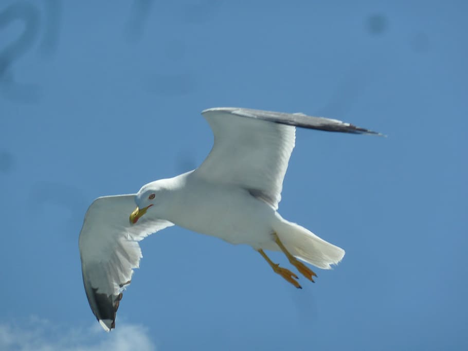 seagull, bird, dom, animals in the wild, animal wildlife, animal themes HD wallpaper