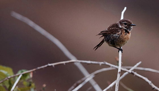 brown bird perching on tree branch, brown bird perched on twig closeup photography HD wallpaper
