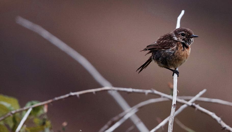 brown bird perching on tree branch, brown bird perched on twig closeup photography HD wallpaper
