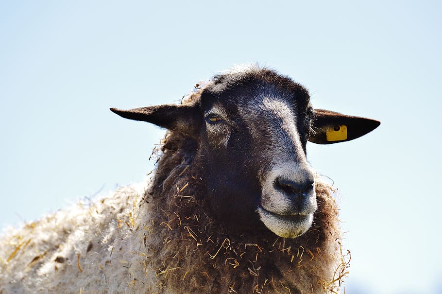 white sheep close-up photo during daytime, wool, animal, meadow, HD wallpaper