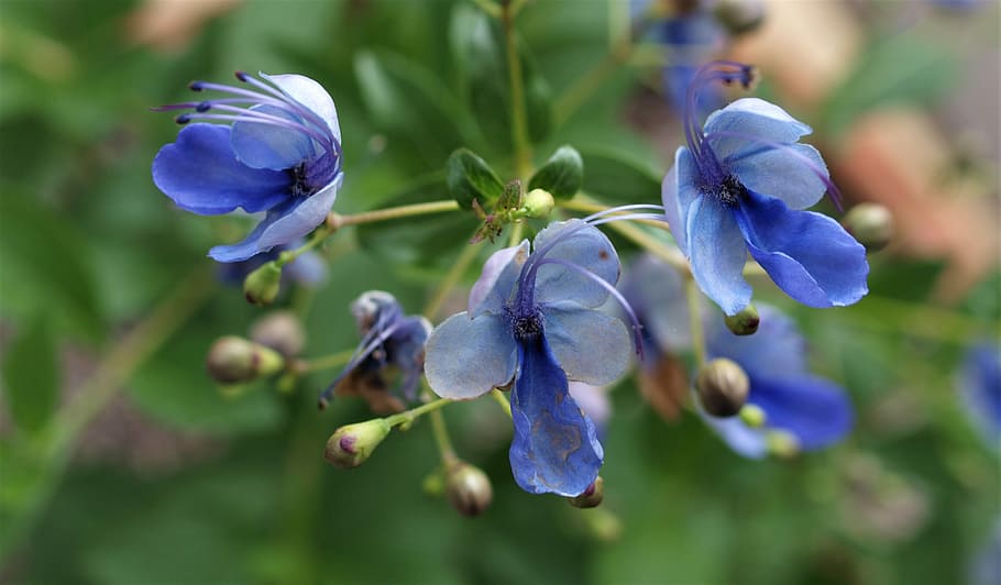 nature, flora, flower, leaf, outdoors, petal, flowering plant HD wallpaper
