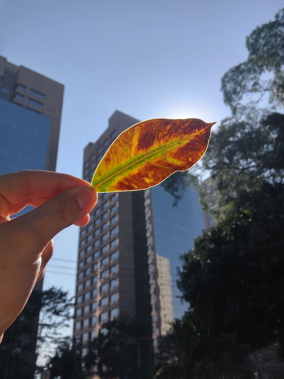 leaf, nature, buildings, human hand, holding, human body part HD wallpaper