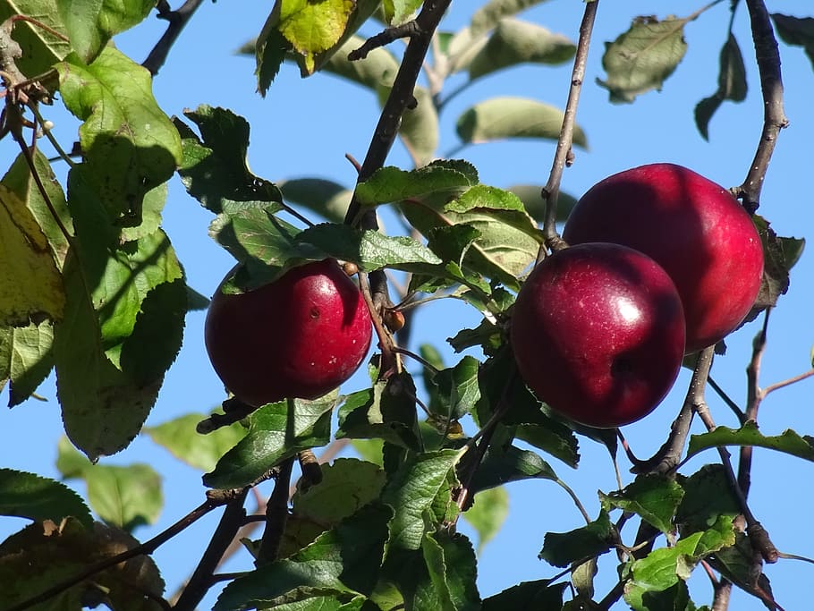 Leaves, Apple Tree, Nature, Fruit, branch, red, fruits, windfall