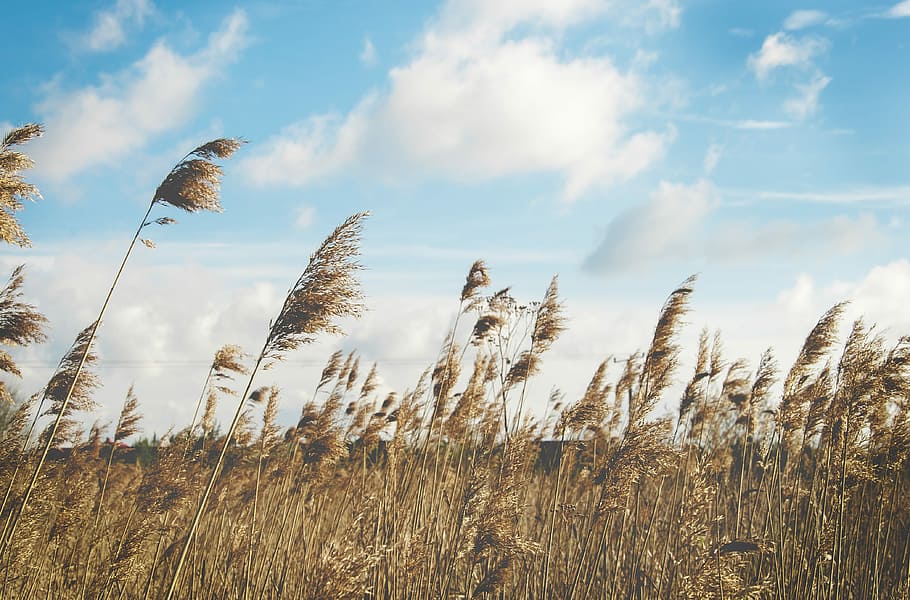 wheat field under clear blue sky, green grass field under white clouds HD wallpaper