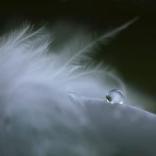 water droplet on white feather, soft, feathers, crying, tear HD wallpaper