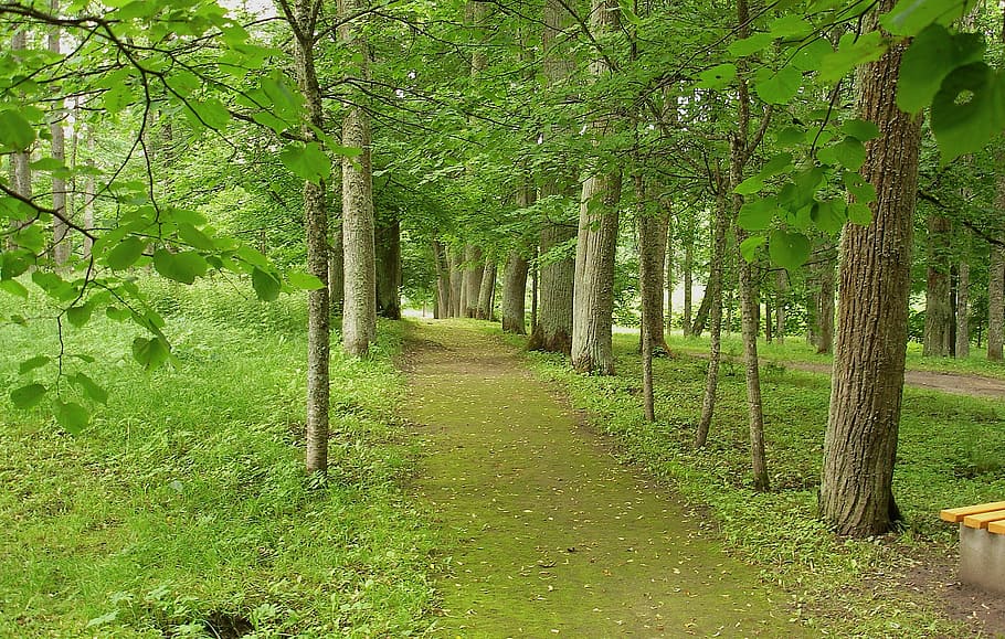 empty pathway between trees, latvia, forest, woods, park, walkway HD wallpaper