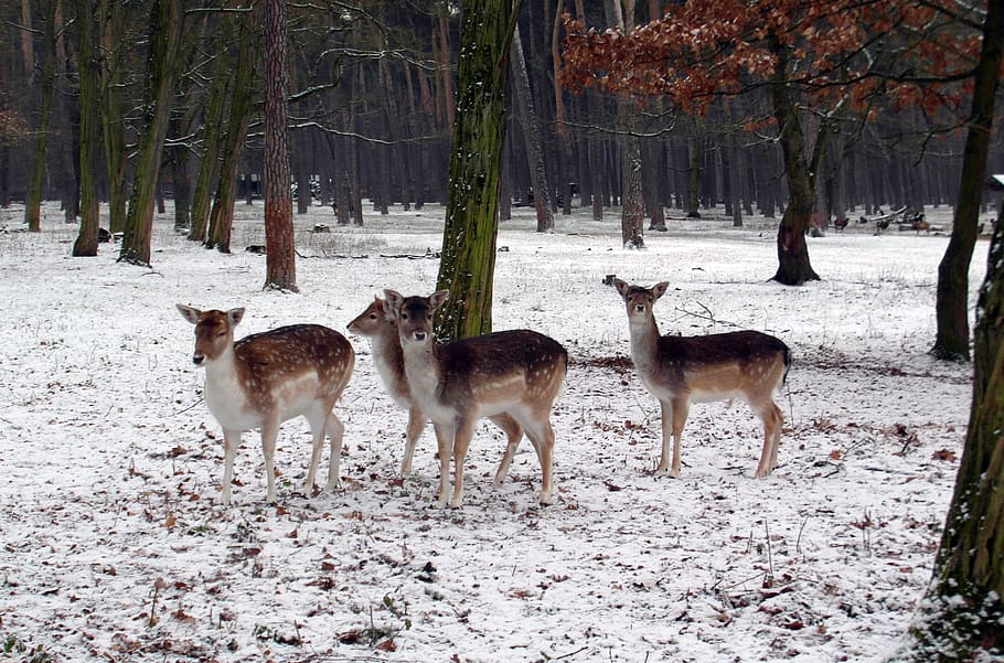 fallow deer group, winter, fur, stains, antler, scoop, graze HD wallpaper